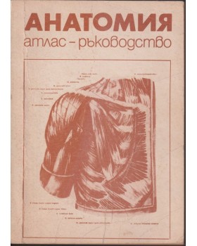 Анатомия