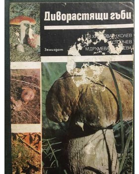 Диворастящи гъби