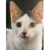 Cats. 1001 Photos