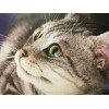 Cats. 1001 Photos